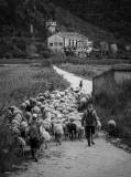 6. Predvodnik Stada Oliver